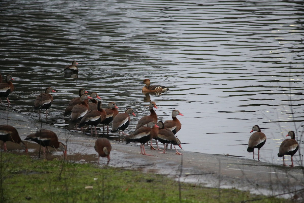 Fulvous Whistling-Duck - Reid Hardin