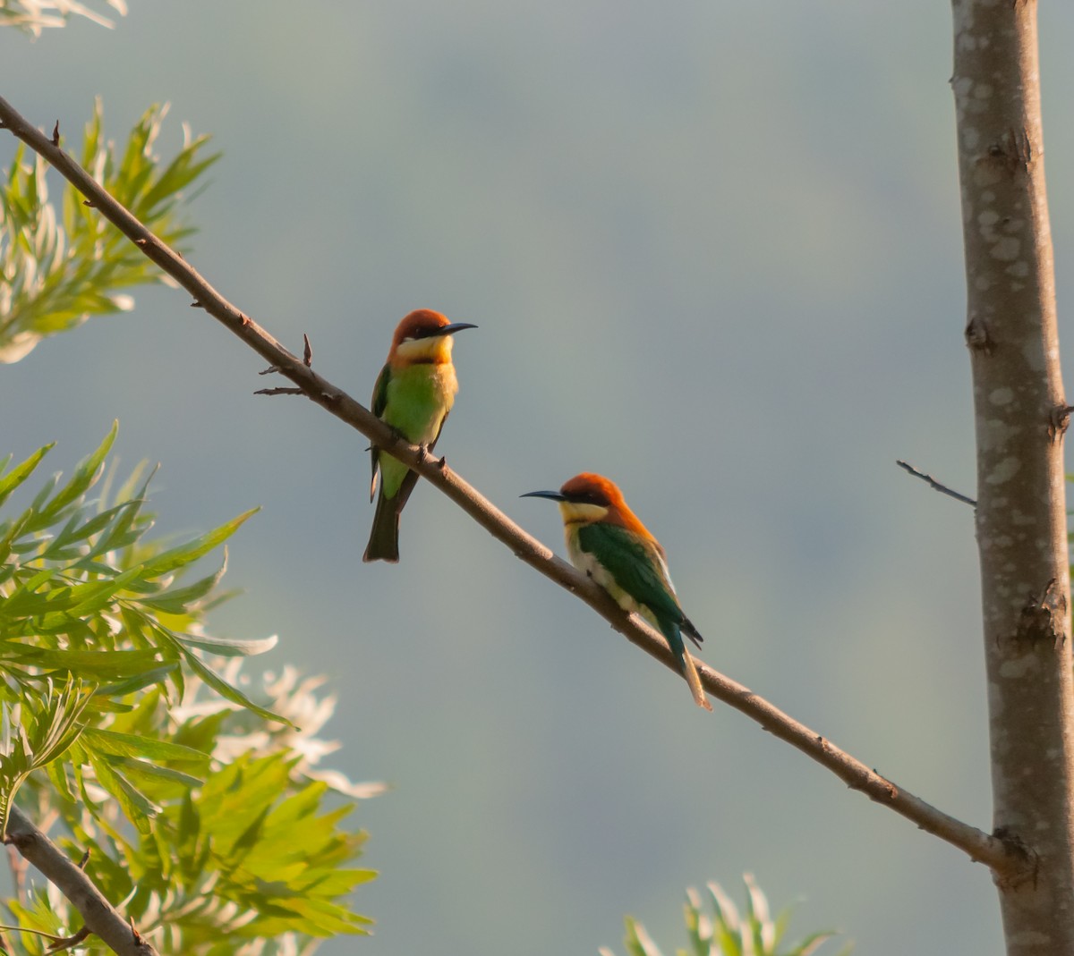 Chestnut-headed Bee-eater - ML613064503