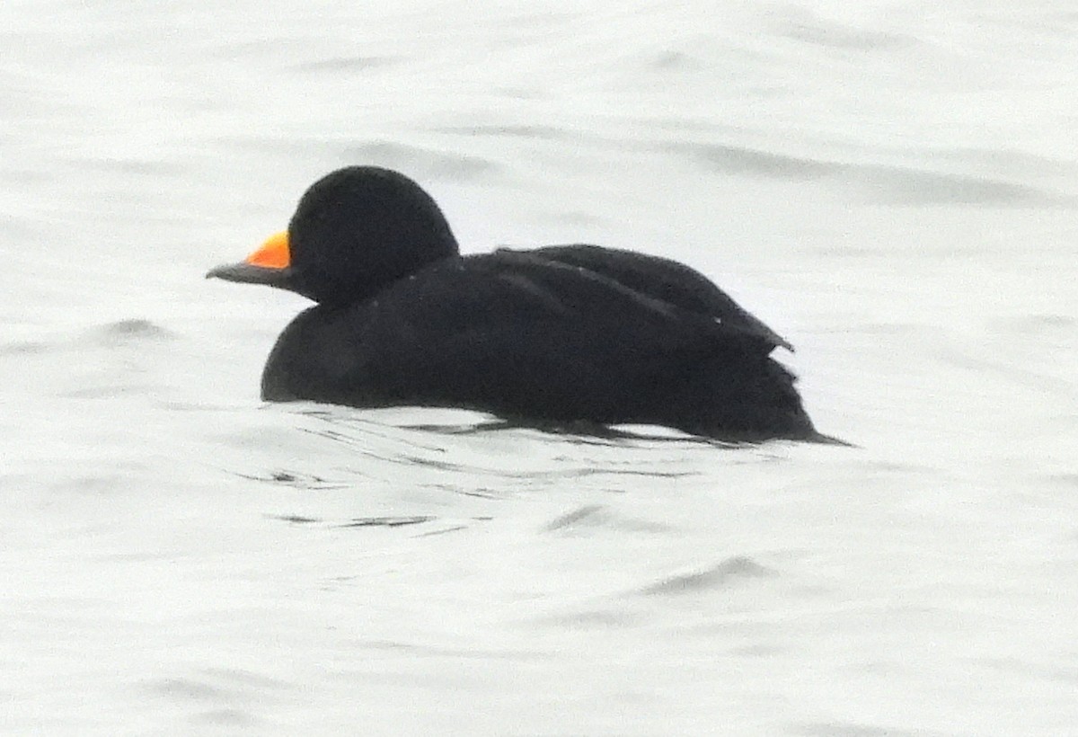 Black Scoter - ML613064511