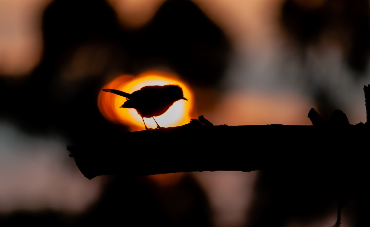 Oriental Magpie-Robin - Arun Raghuraman