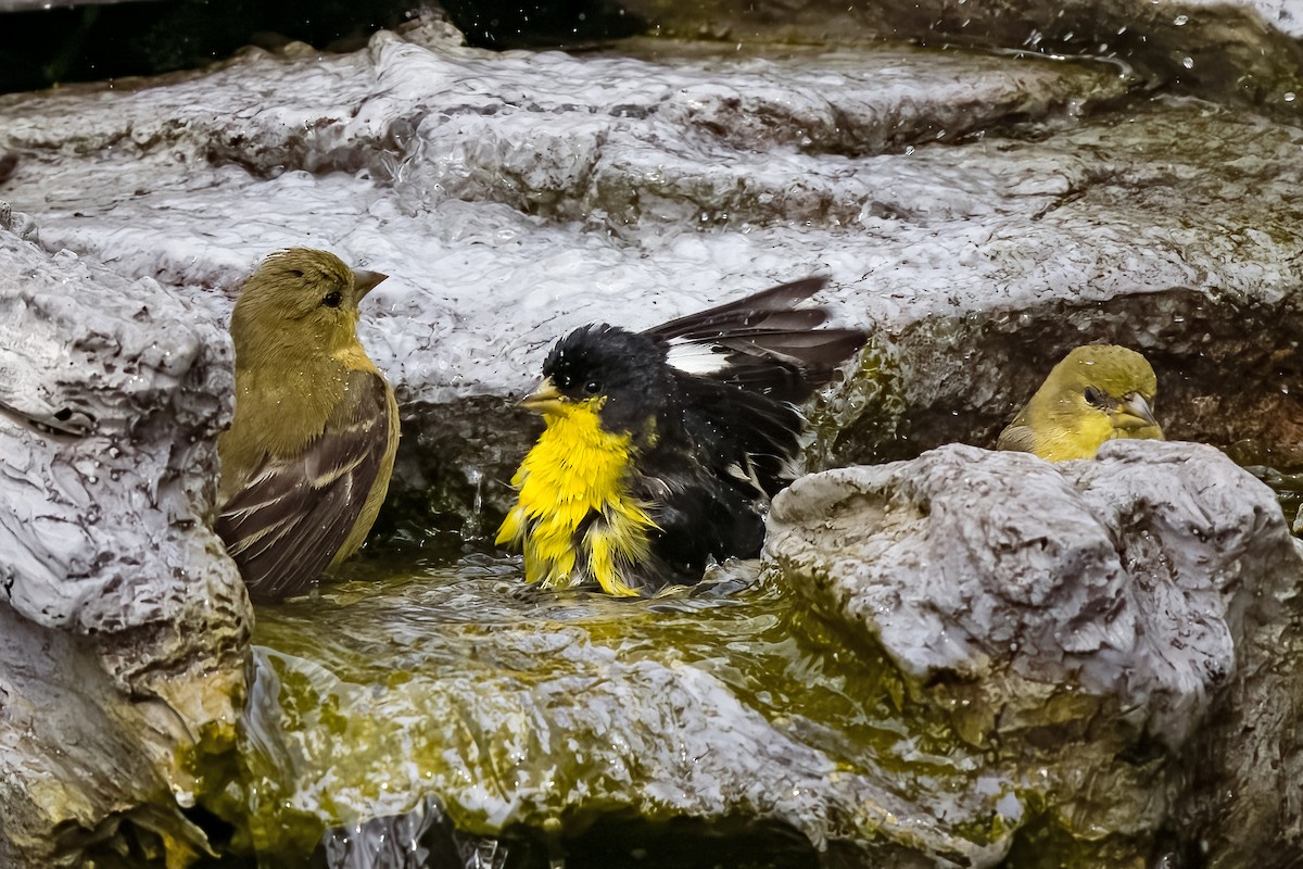 Lesser Goldfinch - ML613064574