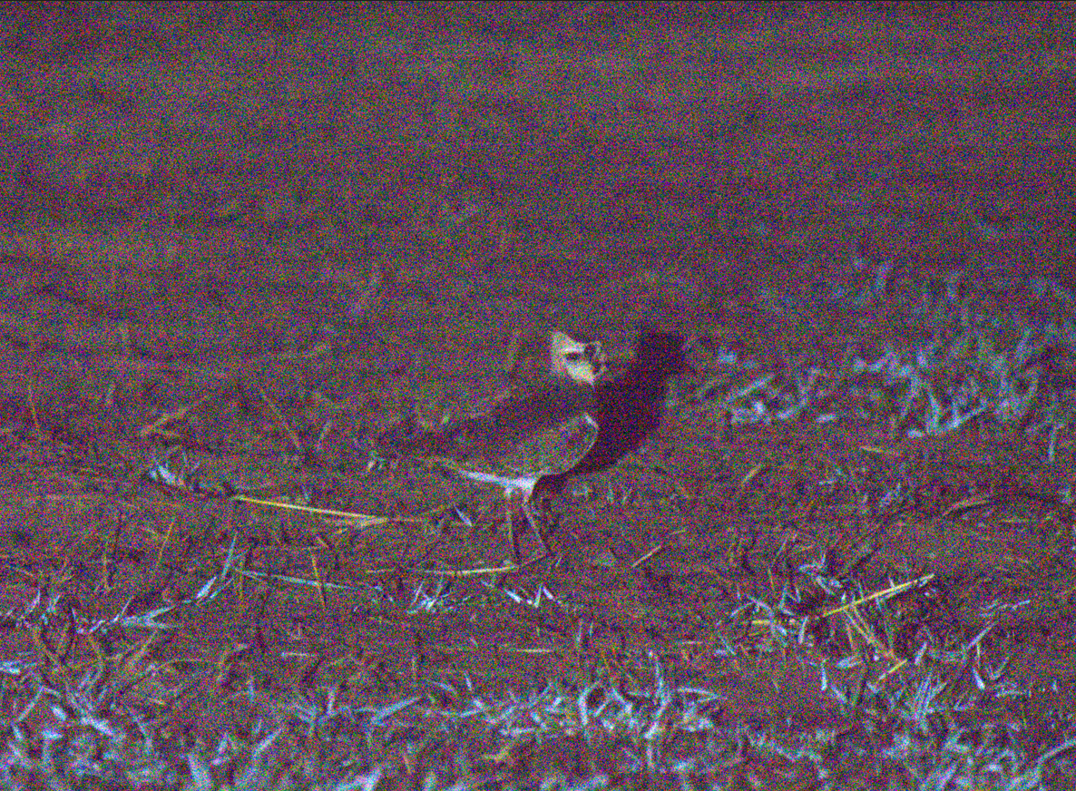 Northern Lapwing - Yulin Shen