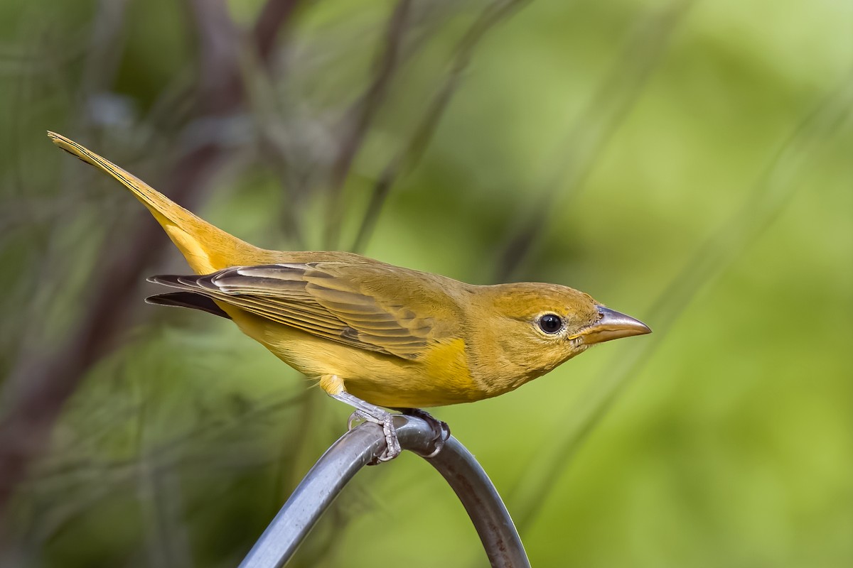 Summer Tanager - ML613064582