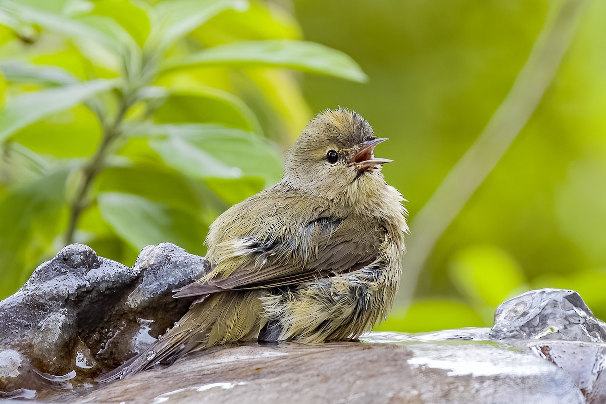 Orange-crowned Warbler - ML613064597