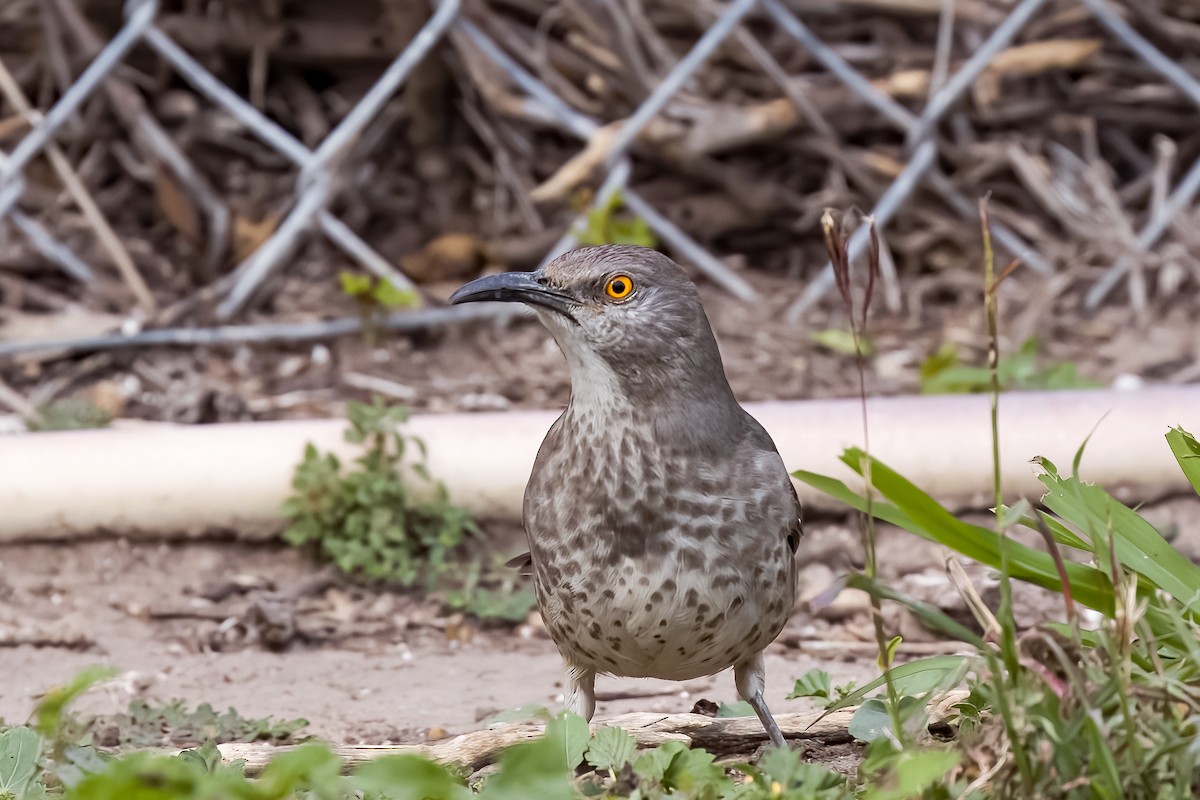 Curve-billed Thrasher - ML613064632