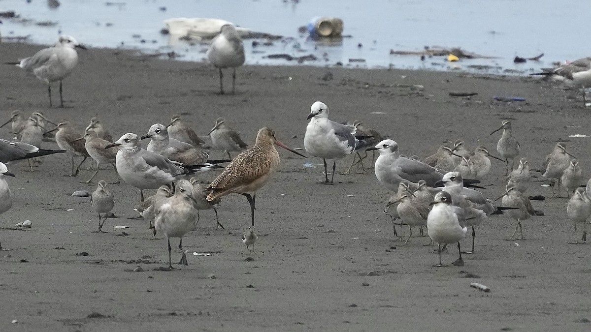 Marbled Godwit - ML613064686