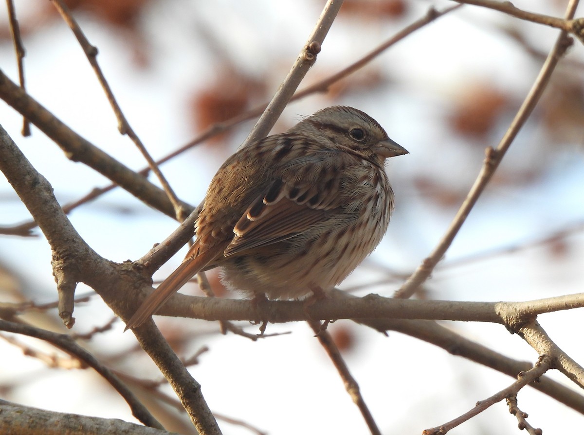 Song Sparrow - ML613064709