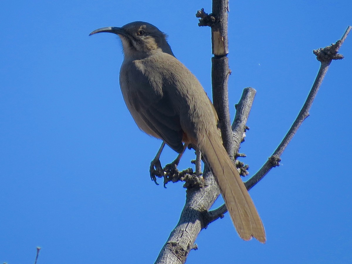 Crissal Thrasher - ML613064717