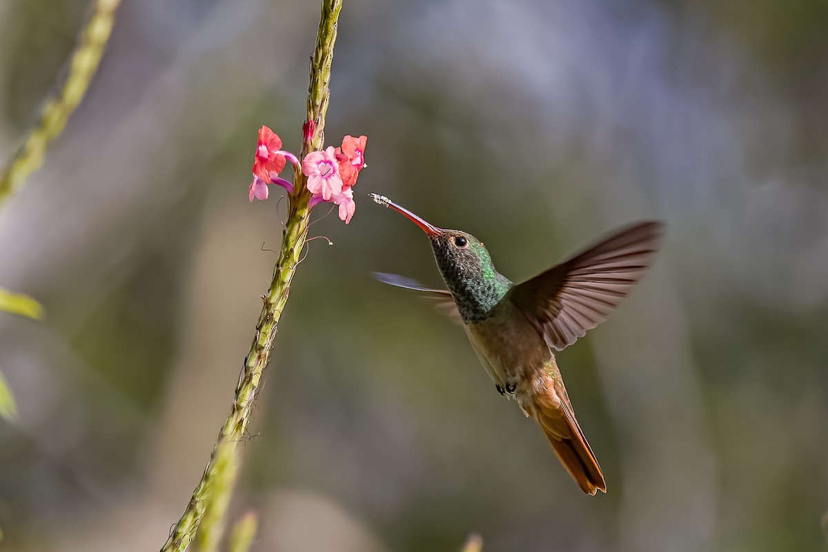 Buff-bellied Hummingbird - ML613064731