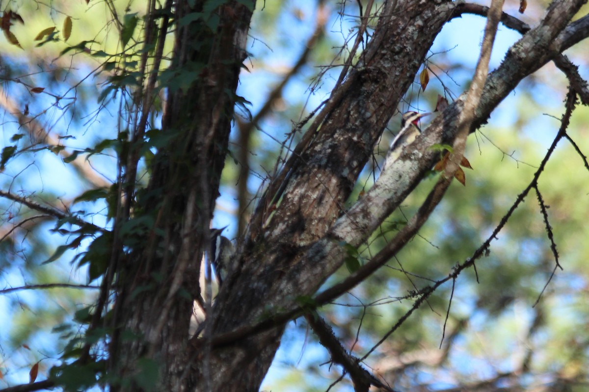 Yellow-bellied Sapsucker - ML613064732