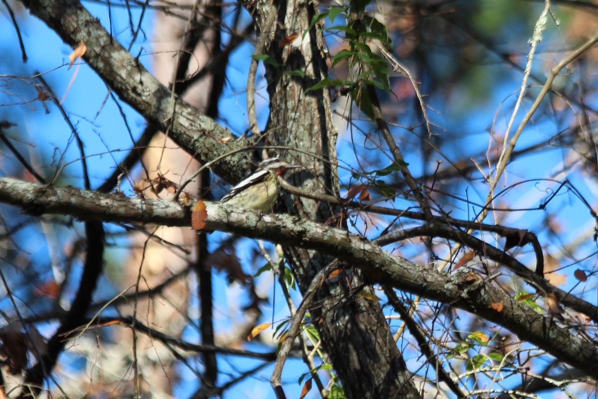 Yellow-bellied Sapsucker - ML613064734