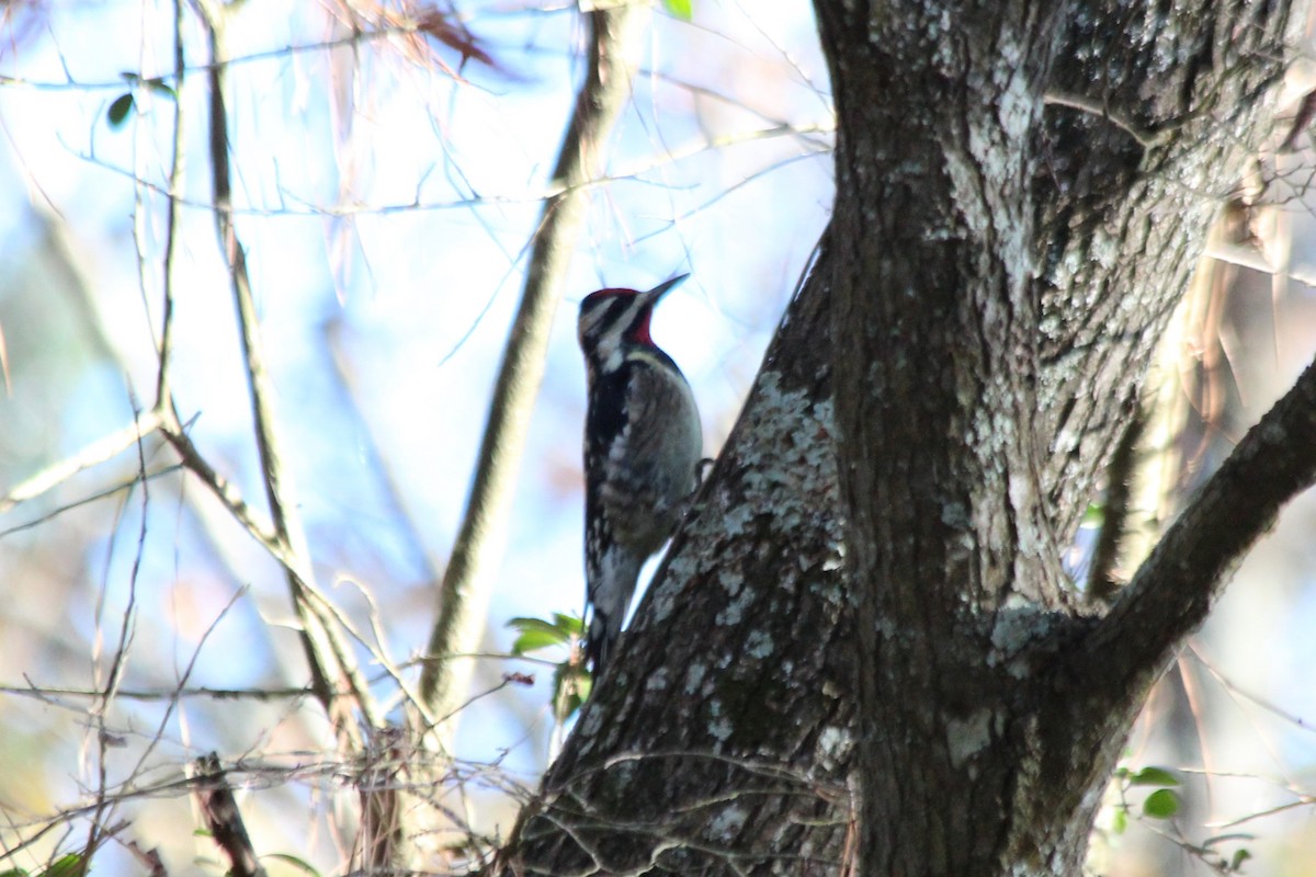 Yellow-bellied Sapsucker - ML613064735