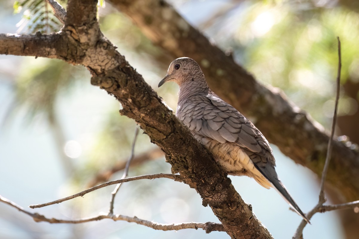 Inca Dove - ML613064833