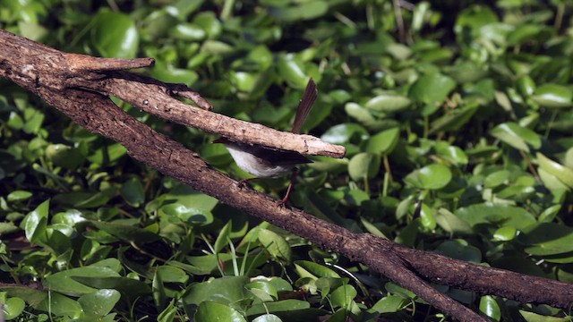 Superb Fairywren - ML613064840