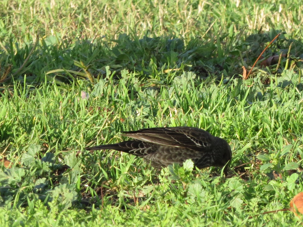 Tricolored Blackbird - ML613064849