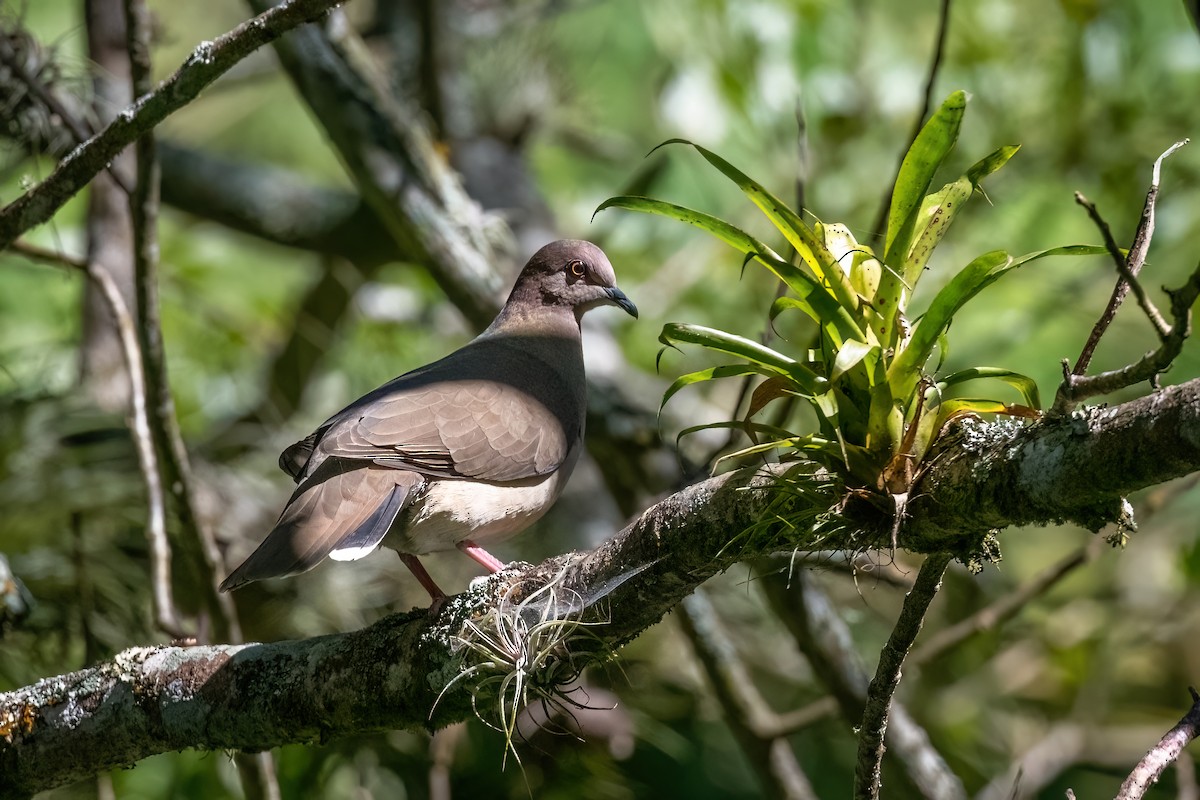 White-tipped Dove - ML613064889