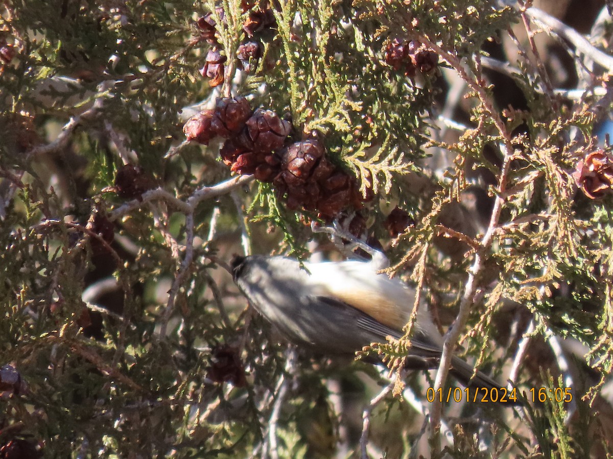 Black-crested Titmouse - ML613065007