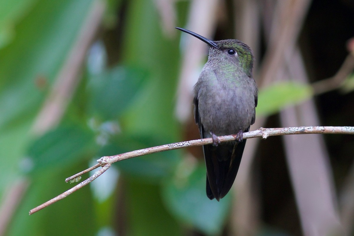 Sombre Hummingbird - Luiz Matos