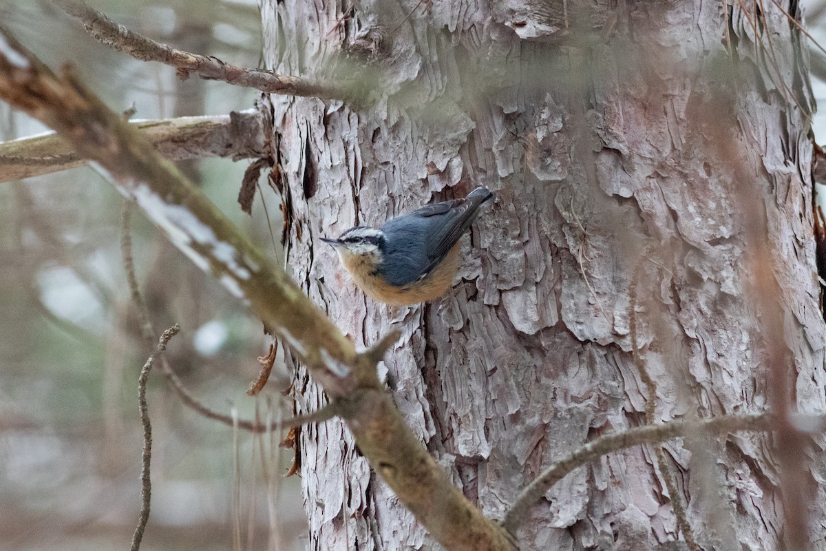 Red-breasted Nuthatch - ML613065245