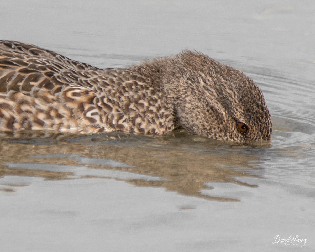 Green-winged Teal - David Paez