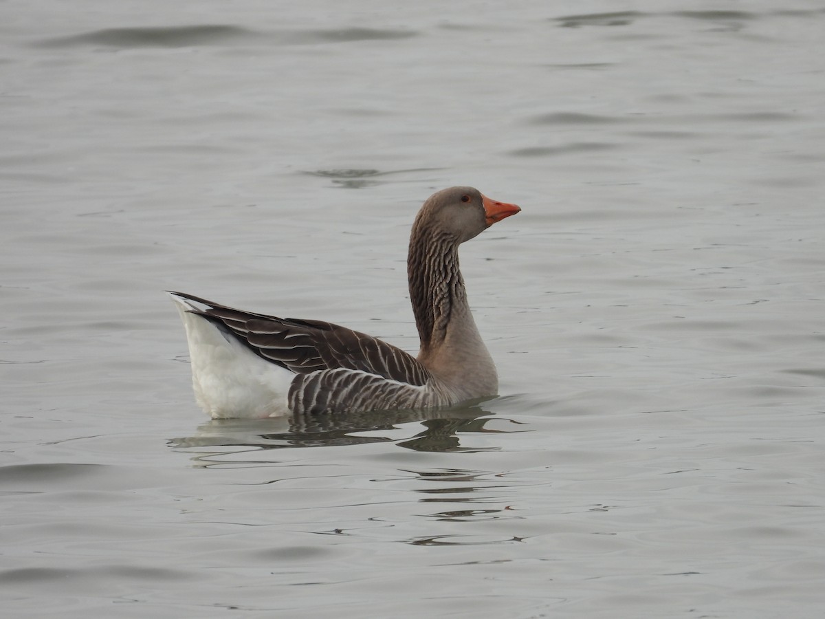 Graylag Goose (Domestic type) - Lauri Taylor