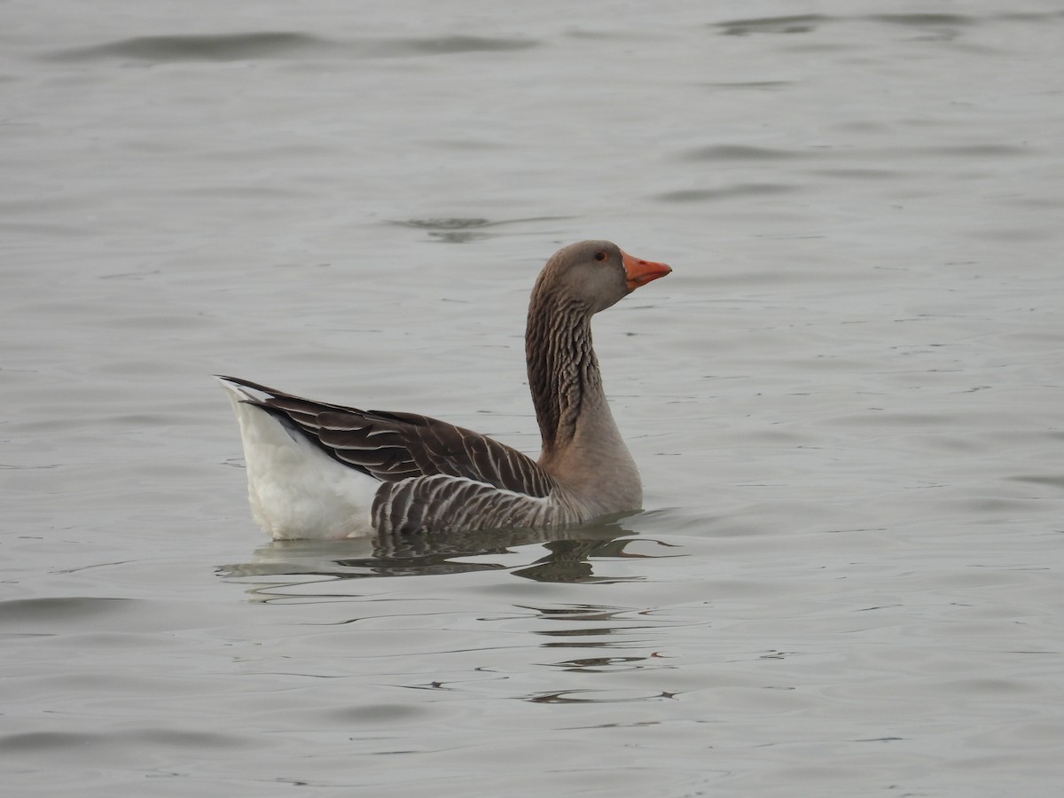 Graylag Goose (Domestic type) - ML613065277