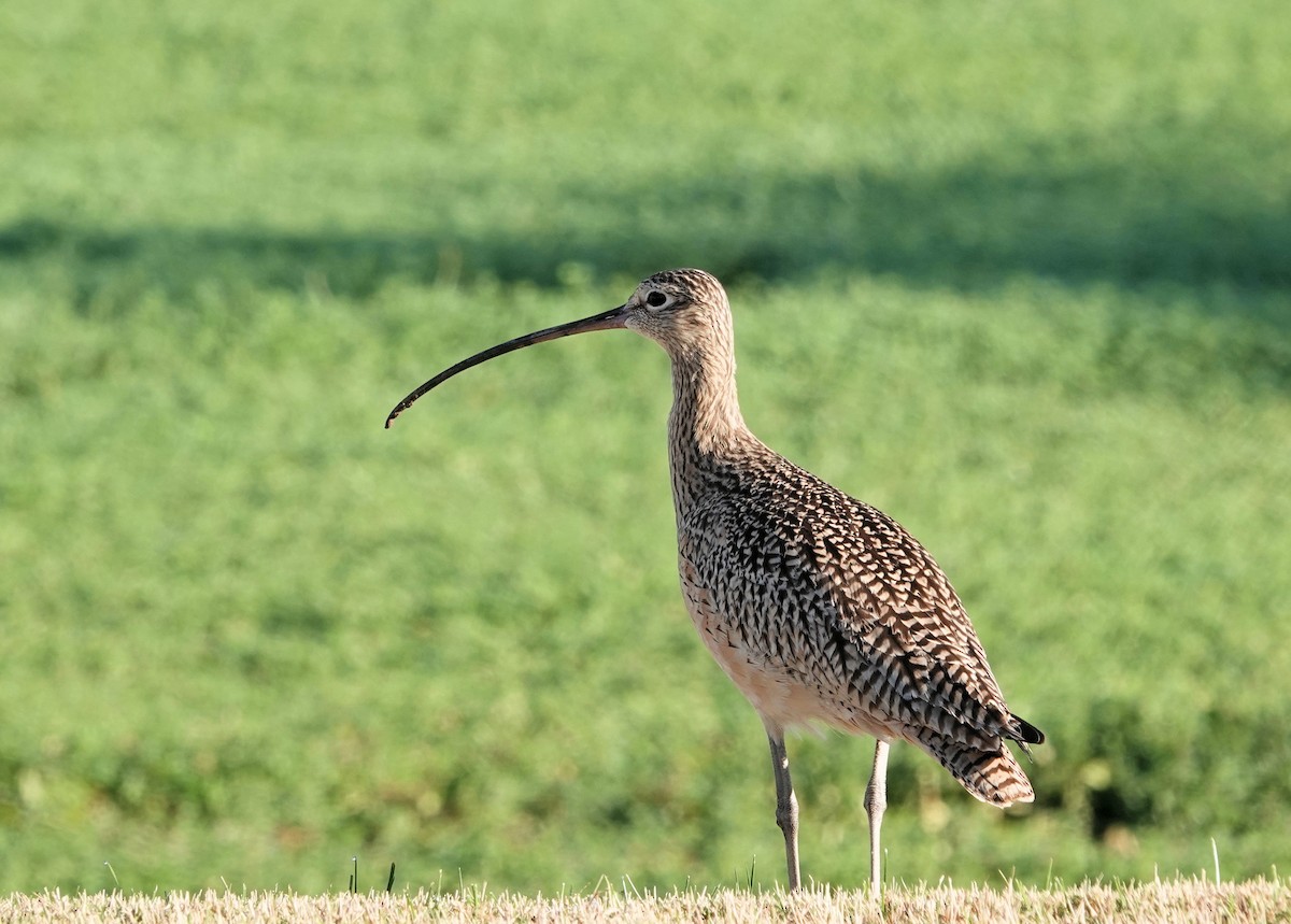 Long-billed Curlew - Henry Detwiler