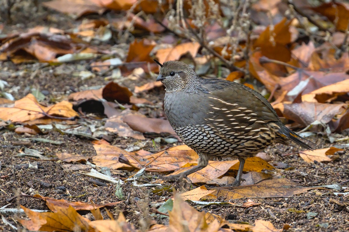 California Quail - ML613065429