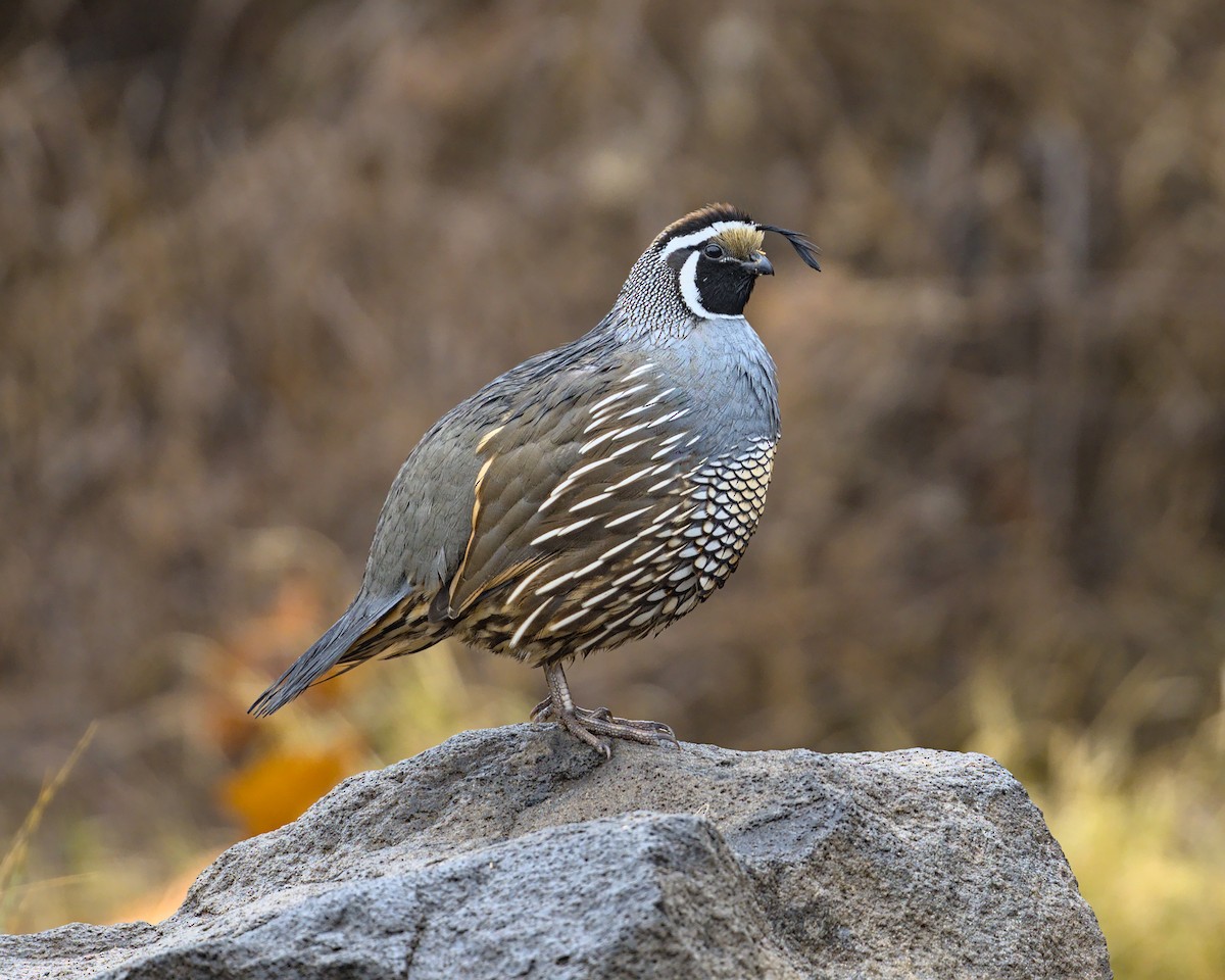 California Quail - ML613065430