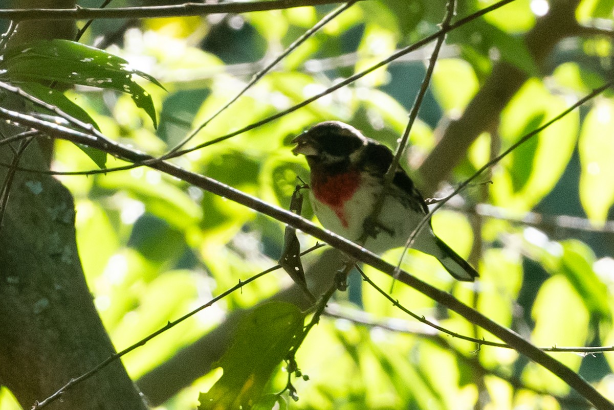 Rose-breasted Grosbeak - ML613065450