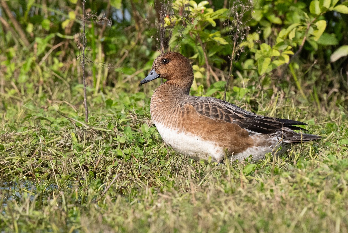 Eurasian Wigeon - ML613065467