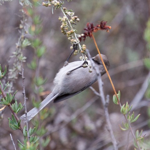 Bushtit - Dawn Nowlin