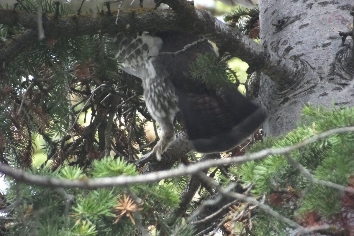 Dusky Grouse - ML613065508