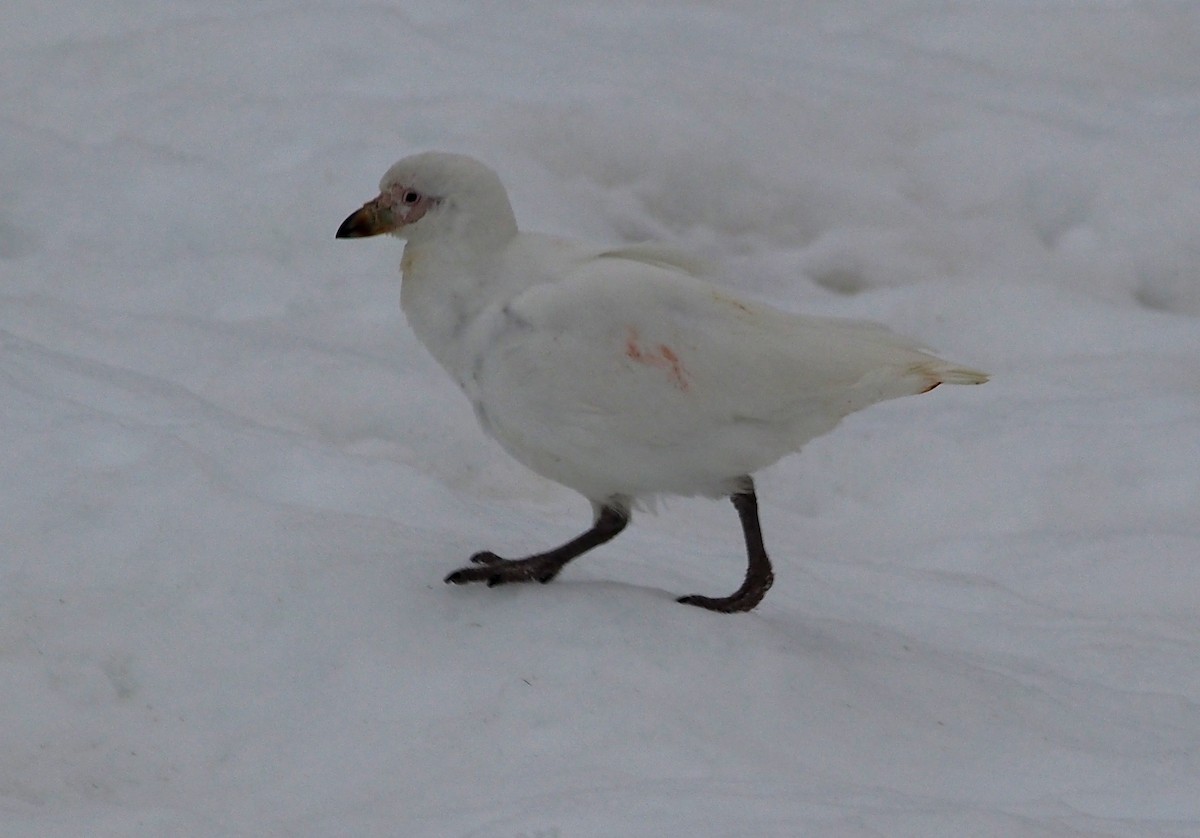 Snowy Sheathbill - Michael Shepard