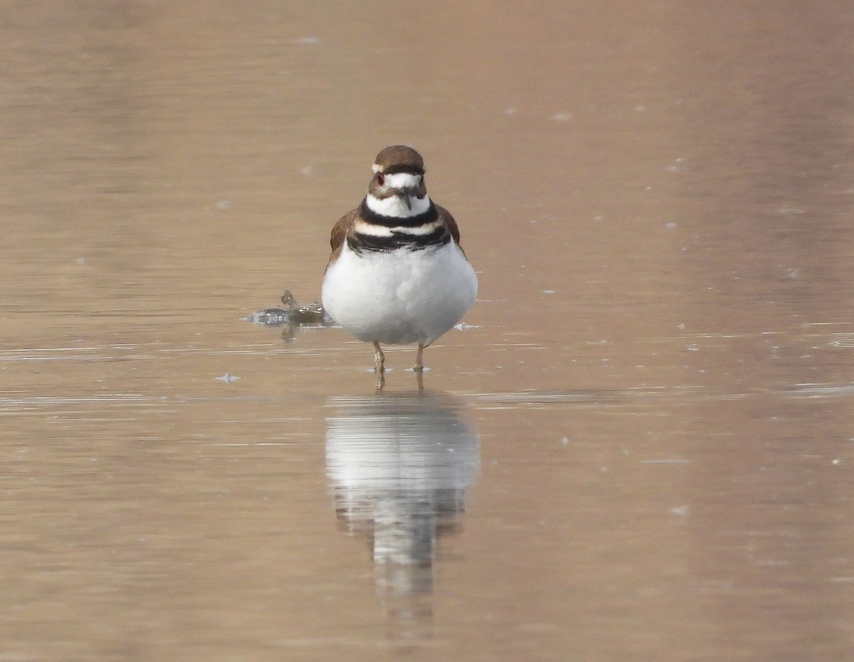 Killdeer - Lauri Taylor