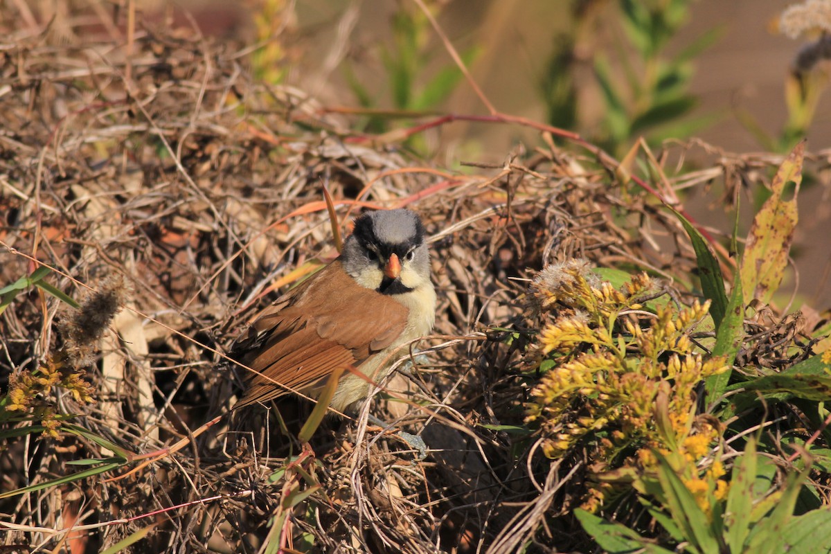 Paradoxornis à tête grise - ML613065568