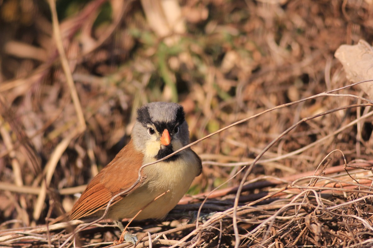 Paradoxornis à tête grise - ML613065569