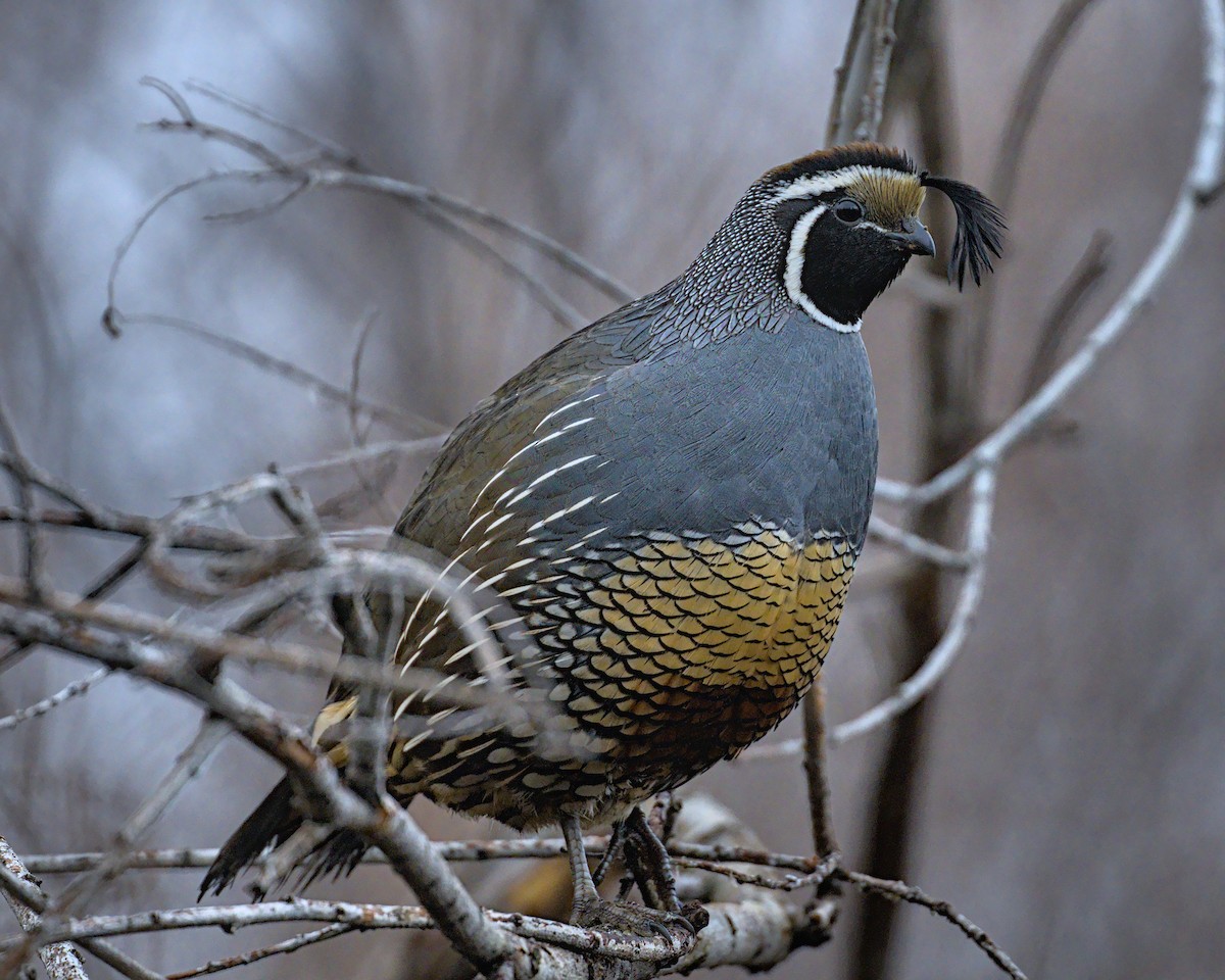 California Quail - ML613065592