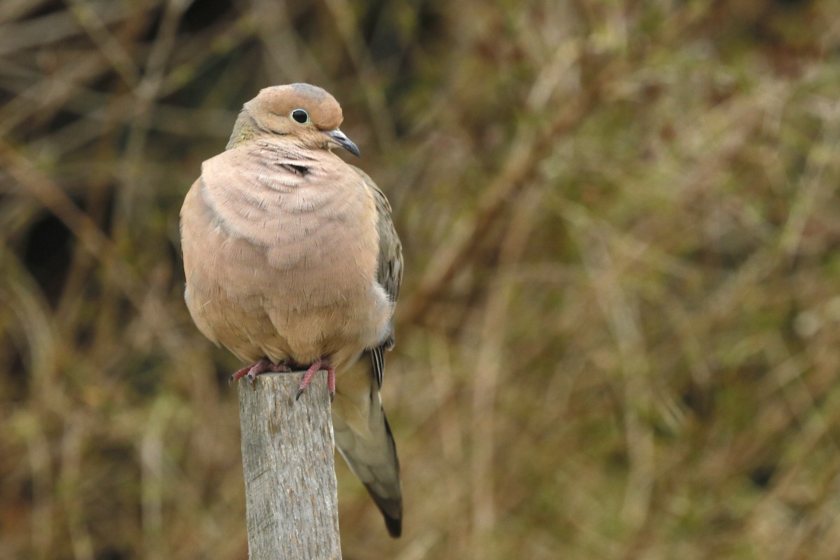 Mourning Dove - ML613065629