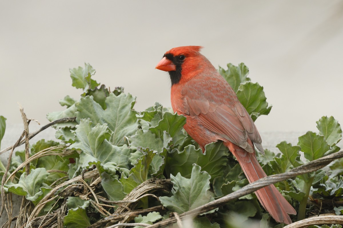 Northern Cardinal - Jun Tsuchiya