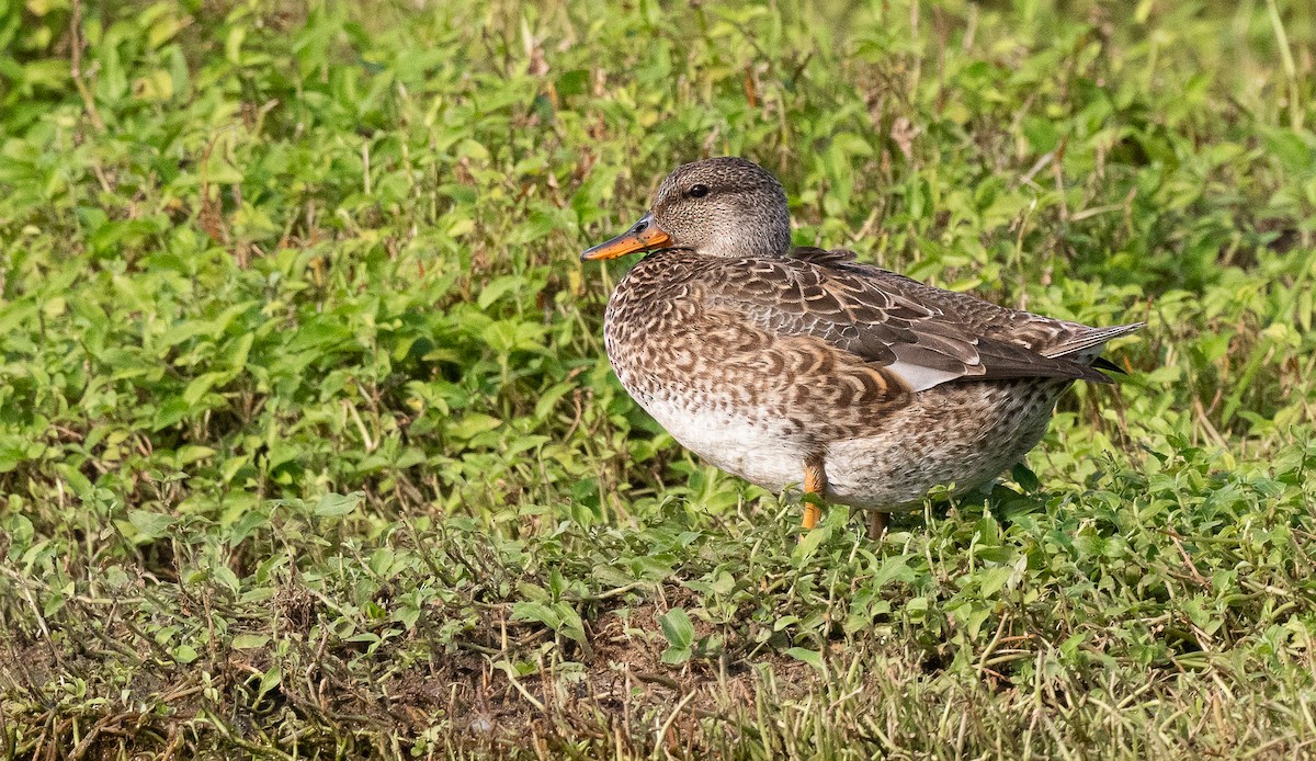 オカヨシガモ - ML613065635