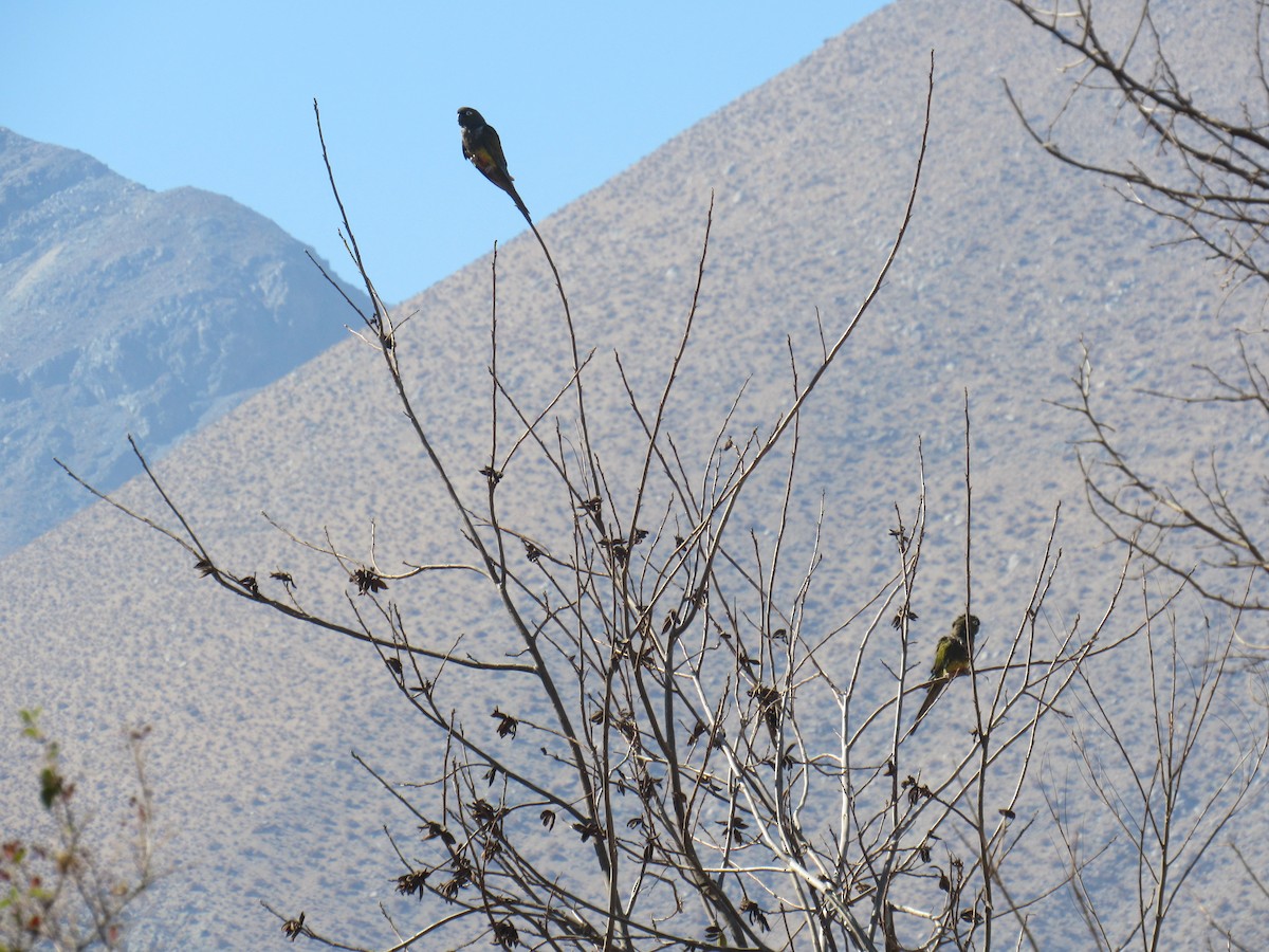 Conure de Patagonie - ML613065800