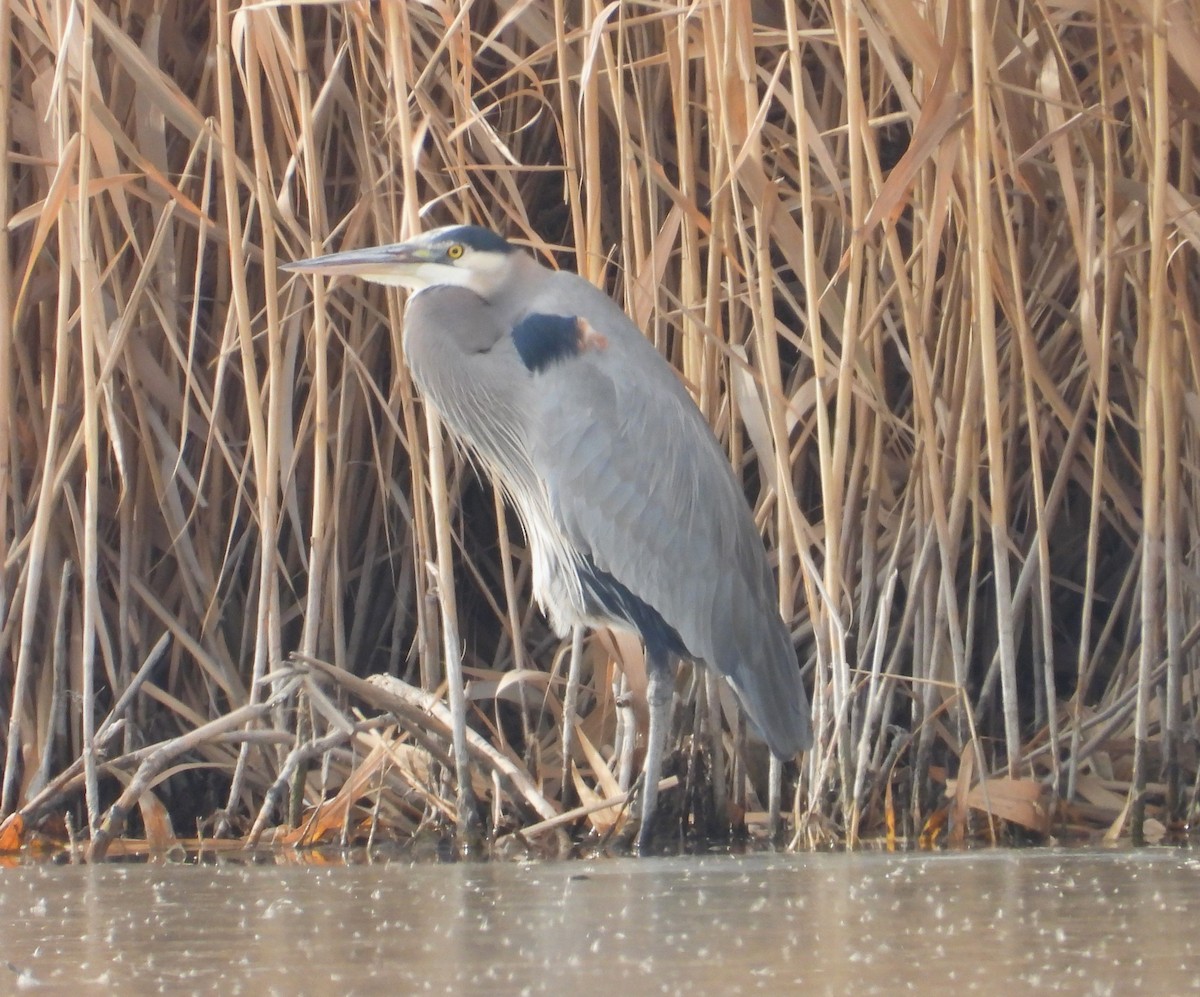 Great Blue Heron (Great Blue) - Lauri Taylor