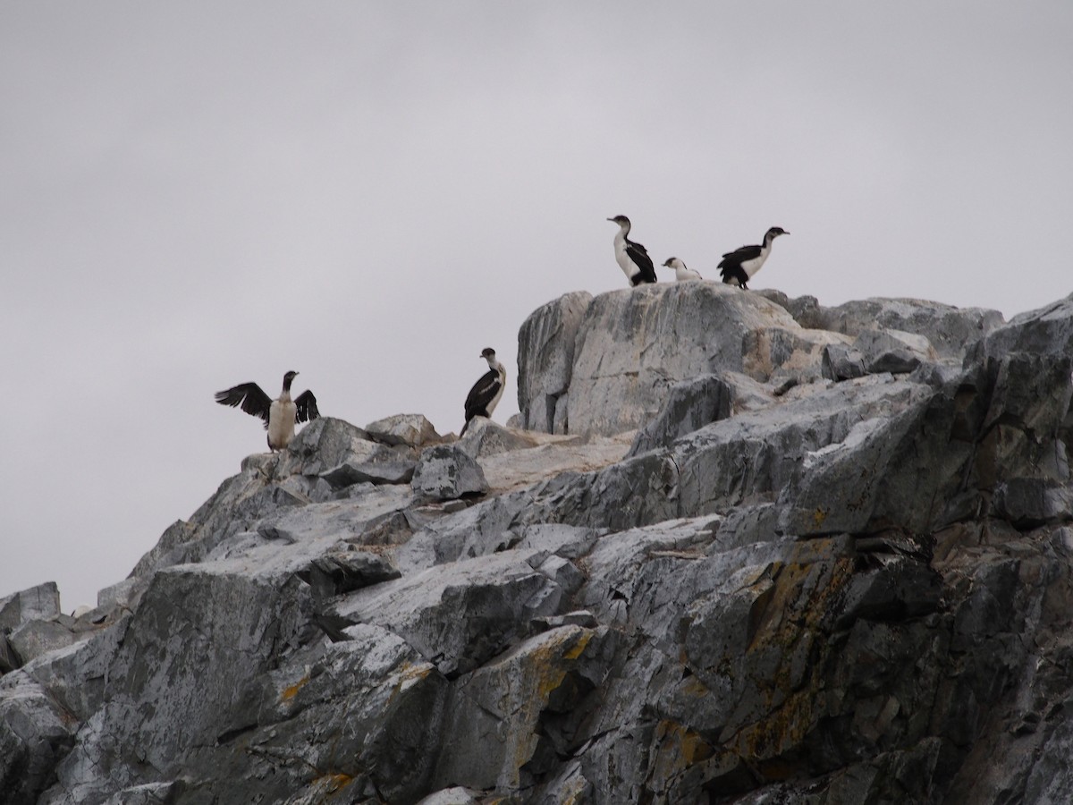 Cormorán Antártico - ML613065805