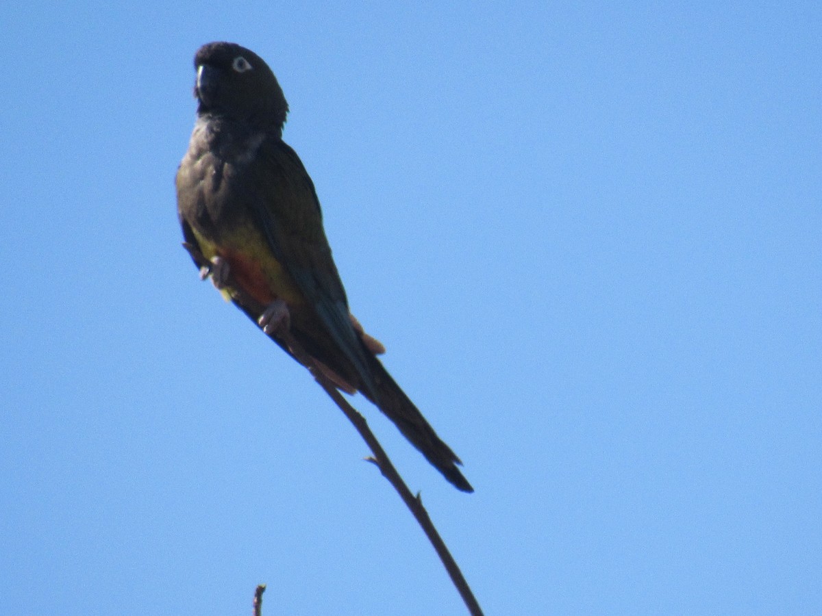 Burrowing Parakeet - Lucas Quivira Flores