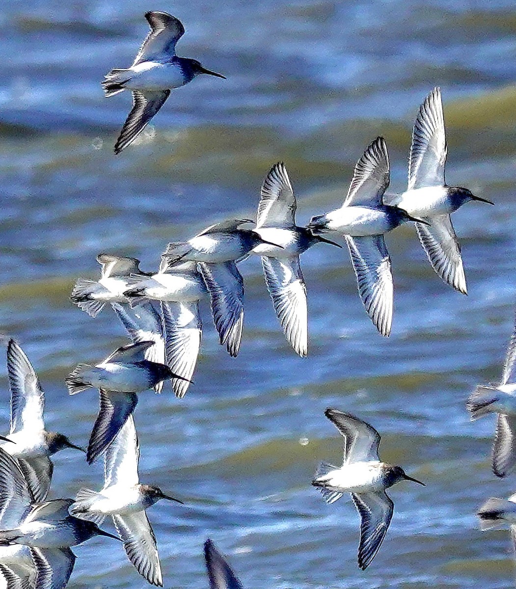 Dunlin - ML613065863