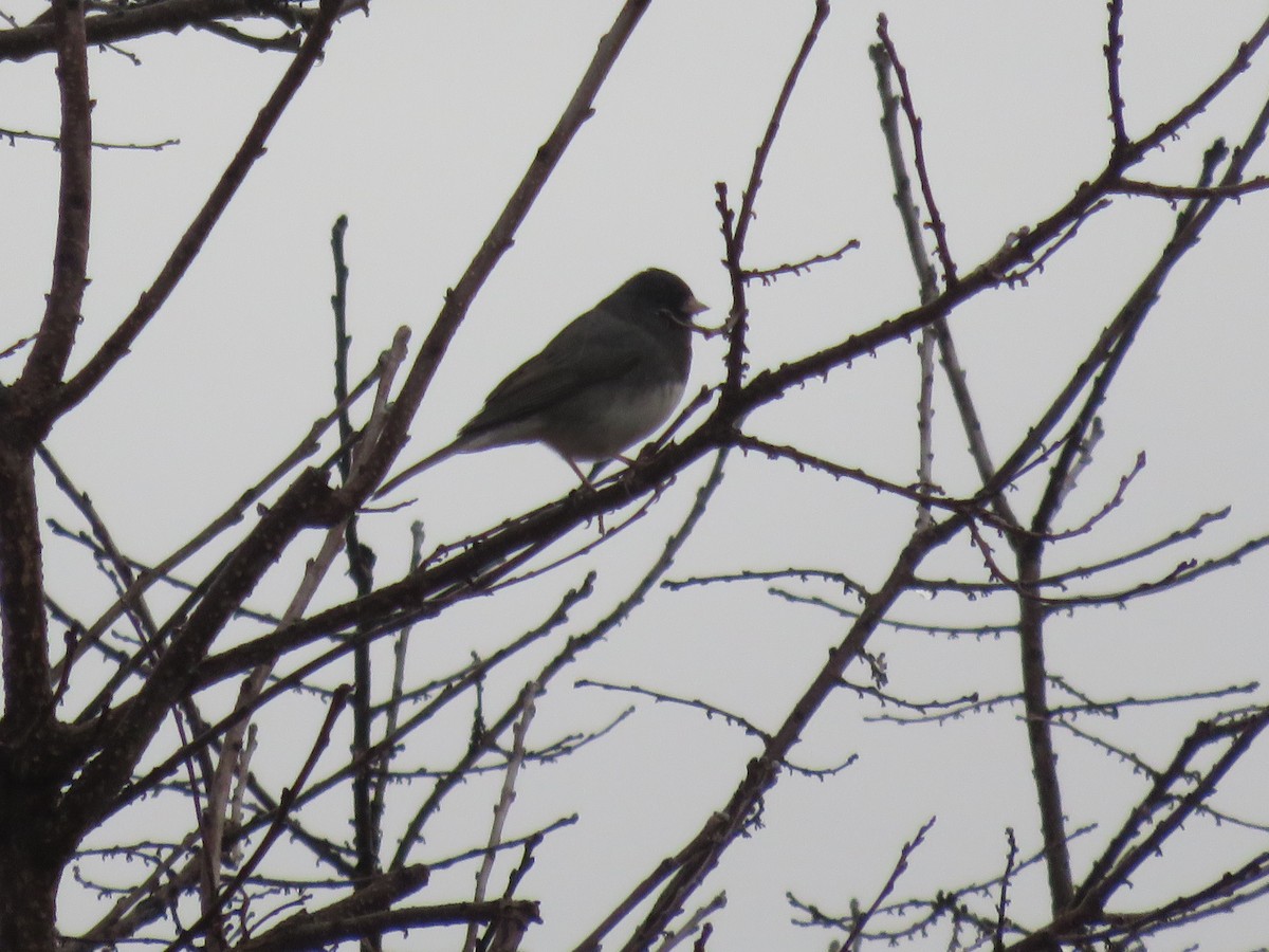 Dark-eyed Junco - ML613065876