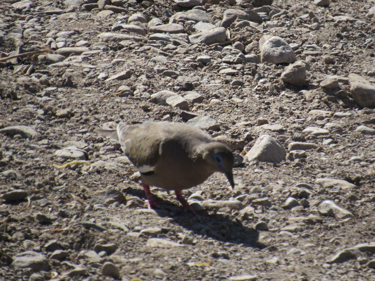 West Peruvian Dove - Lucas Quivira Flores