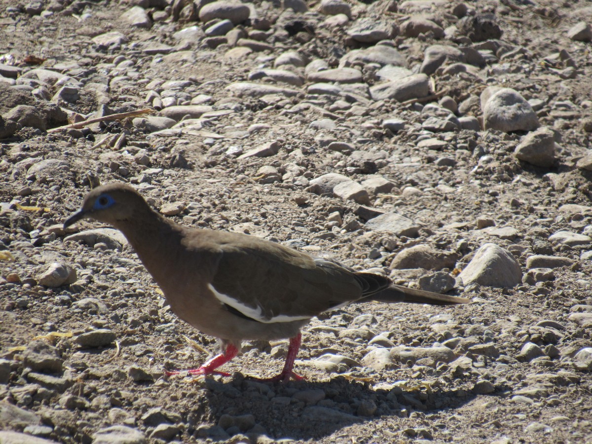 West Peruvian Dove - Lucas Quivira Flores