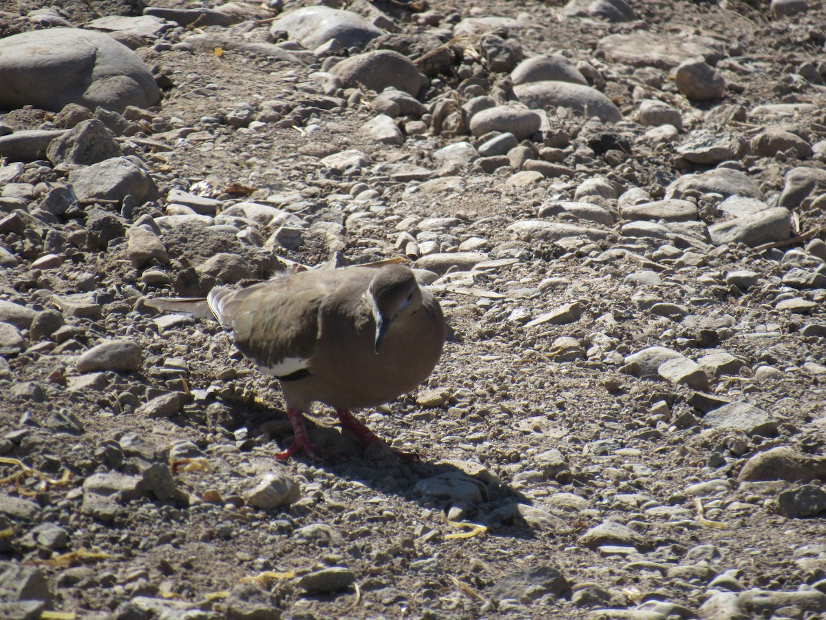 West Peruvian Dove - Lucas Quivira Flores